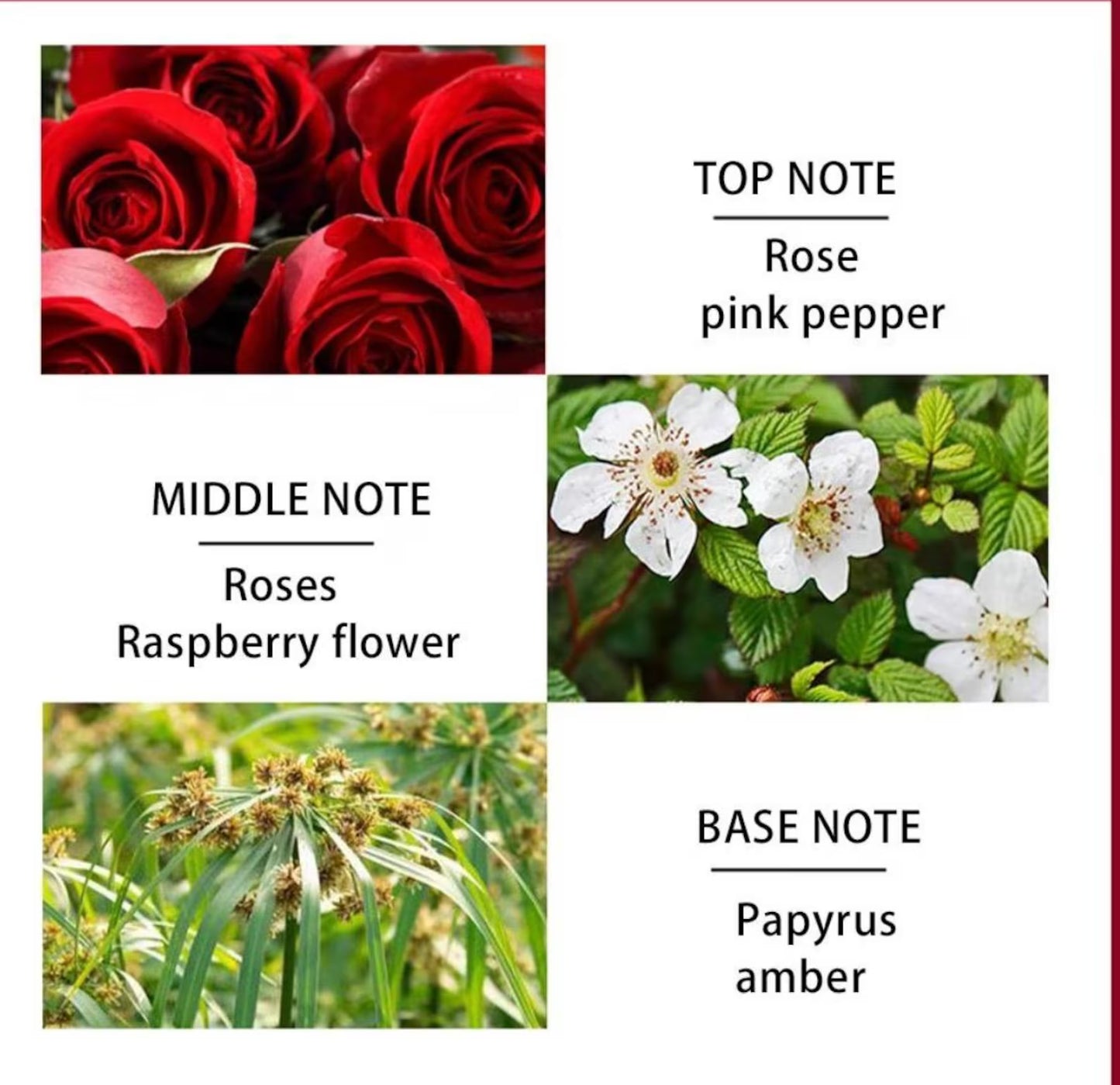 Forever Rose Perfume – 50ml Luxury Red Rose Design, Perfect gift for couples, him & her, anniversaries, weddings, birthdays, Valentine’s Day & all special occasions.